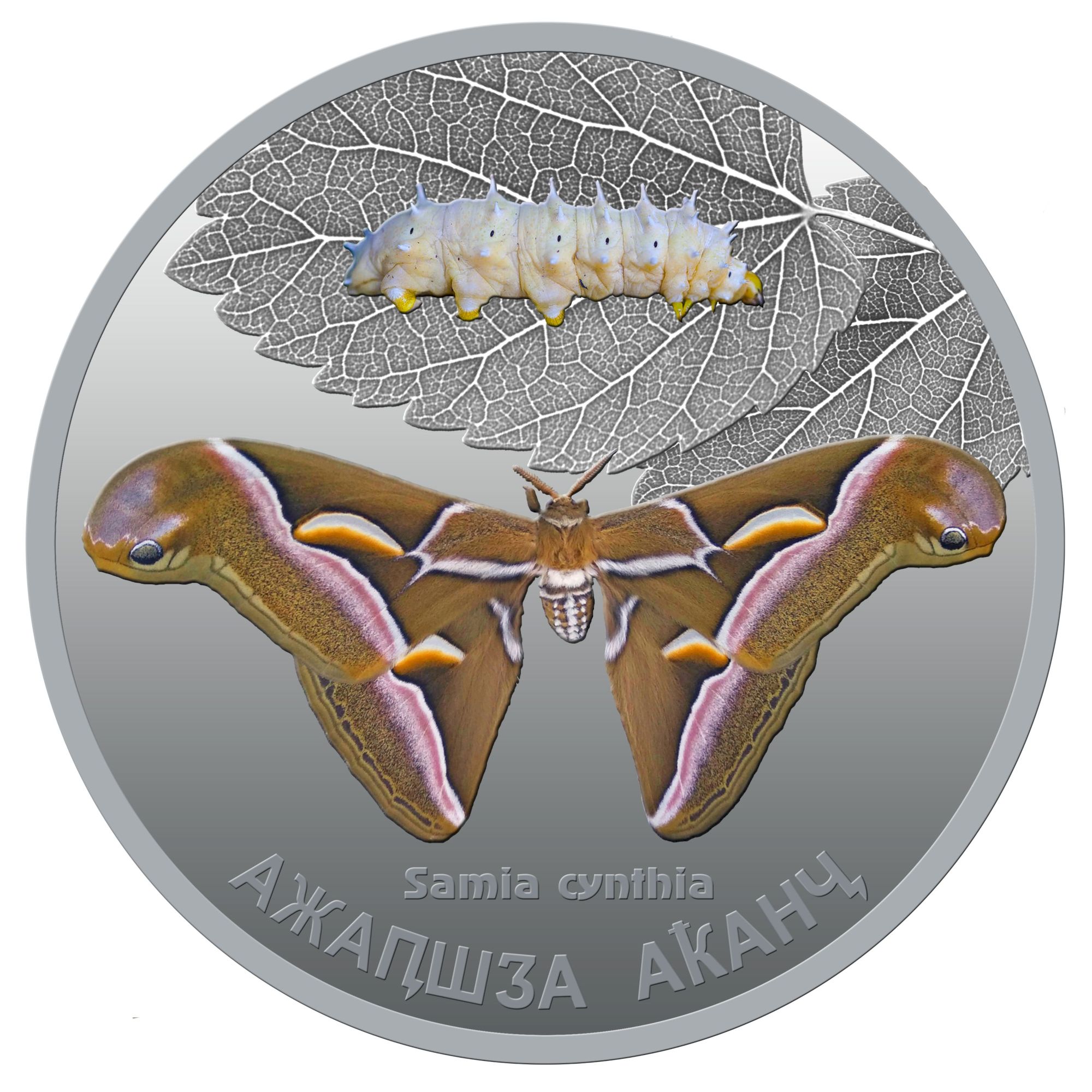 Айлантовый шелкопряд