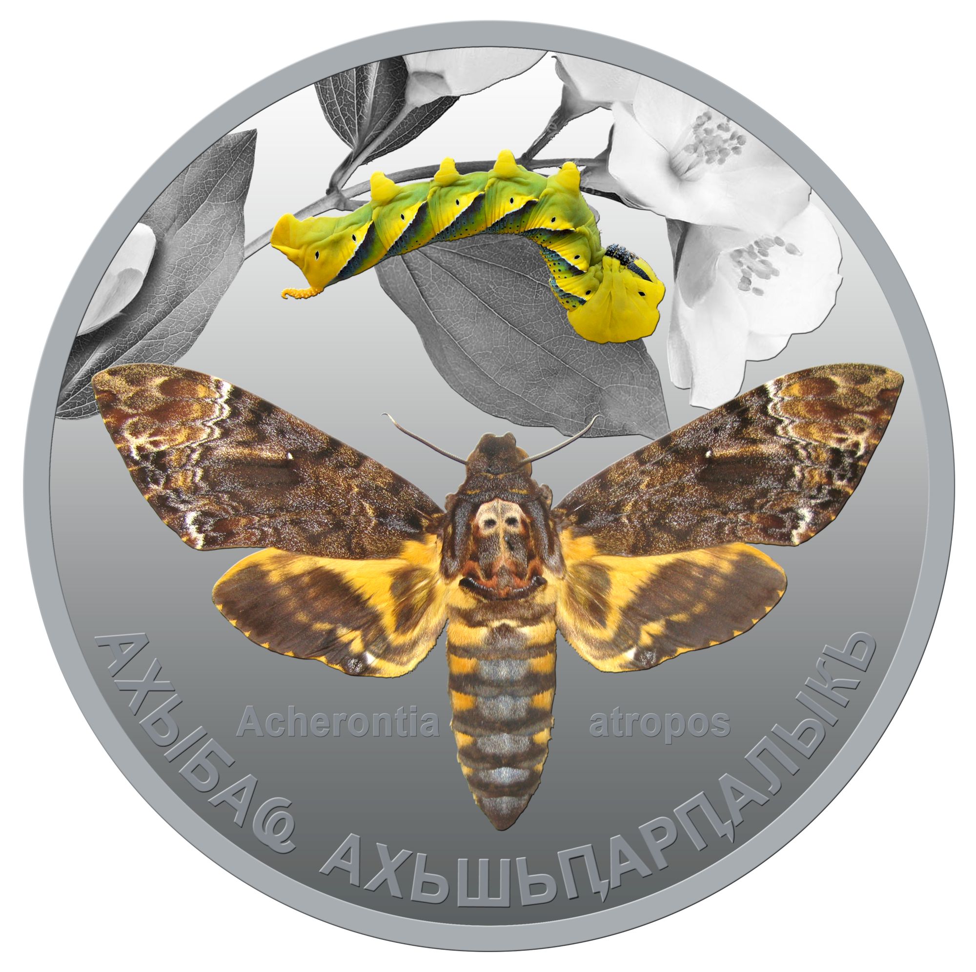 Бражник мертвая голова